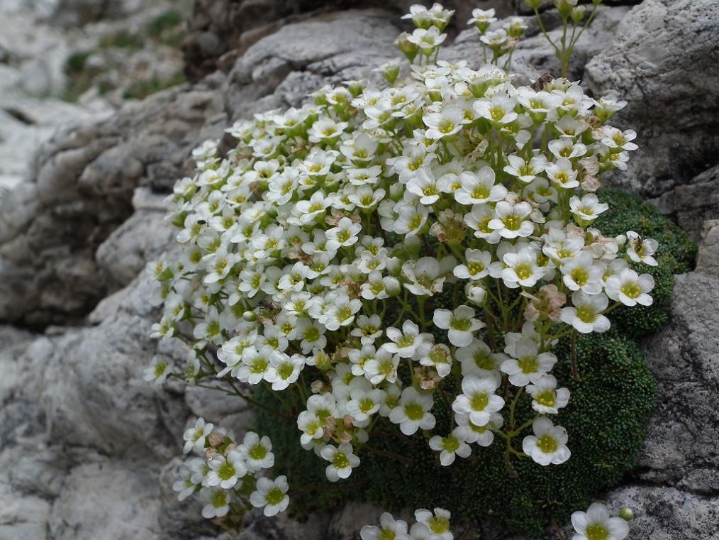 Saxifraga squarrosa